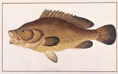 Orange-spotted Grouper, aus Zeichnungen von Fischen aus Malakka, ca. 1805-18 von Chinese School